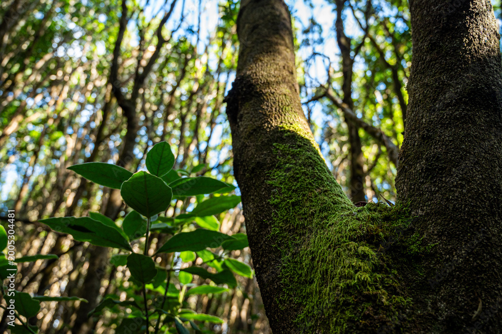 Fototapeta premium Moss clings to a tree trunk, dappled by sunlight. Leaves shimmer in filtered forest light. Trees stand tall, framing a quiet woodland scene. Nature's green textures invite calm and reflection