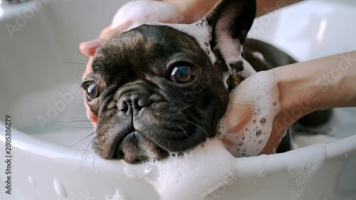 Adorable French Bulldog puppy enjoys a bubbly spa bath in a bright white sink, pampered by gentle hands