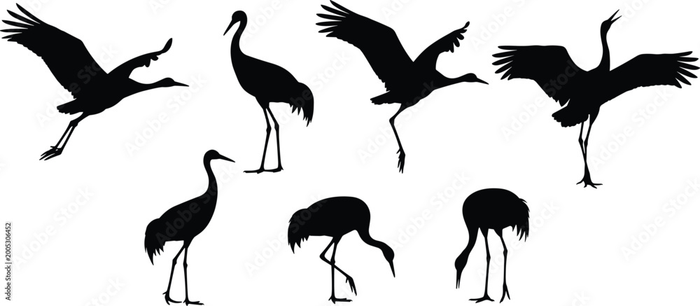 Obraz premium Crane birds vector set. Silhouette illustrations of crane birds in various postures, including flying, standing, and foraging. Perfect for nature and wildlife-themed projects.