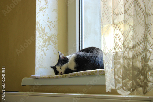 Fotografía Cat Sleeps on Window Sill in Warm Light of Afternoon Sun at Home in a Cozy Room