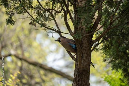 Eurasian jay perched on a conifer tree in a sunlit forest, with blue wing feathers, natural branches and soft blurred green background.