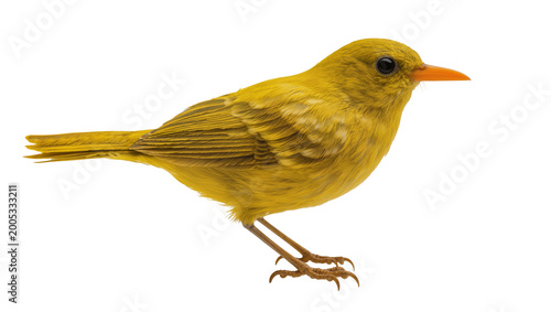 Foto Bright yellow songbird standing on one leg with orange beak