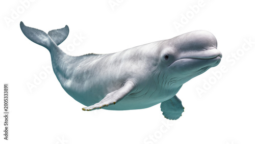 Tablou pe pânză Pale blue Beluga Whale Swimming with Flippers and Tail