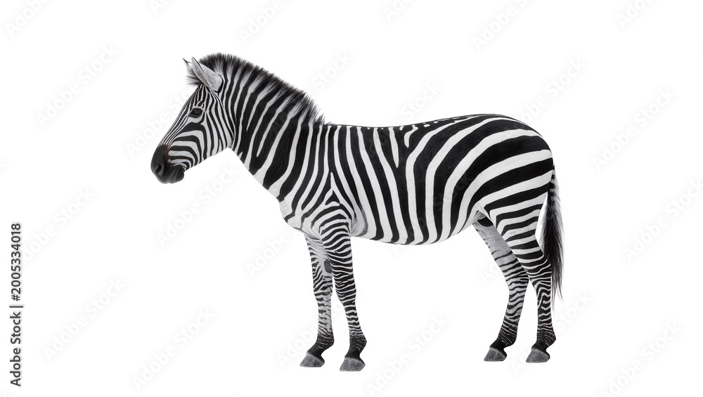Obraz premium Striped Plains Zebra Standing Profile View