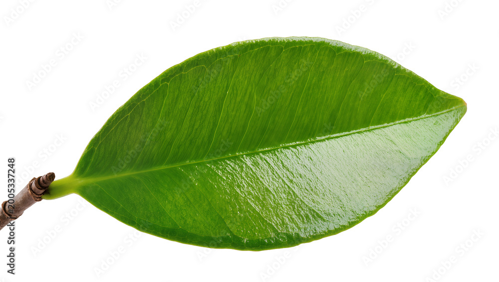 Obraz premium Vibrant Green Leaf with Brown Stem Detail