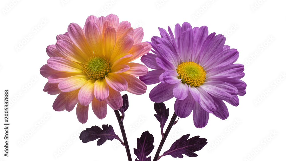 Fototapeta premium Bi-color Chrysanthemum Flowers with Green Centers and Dark Stems
