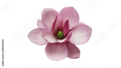 Pink Magnolia Blossom with Deep Burgundy Center and Green Pistils