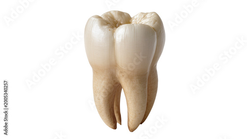 Fotografía Creamy Beige Human Premolar Tooth with Root and Ridges