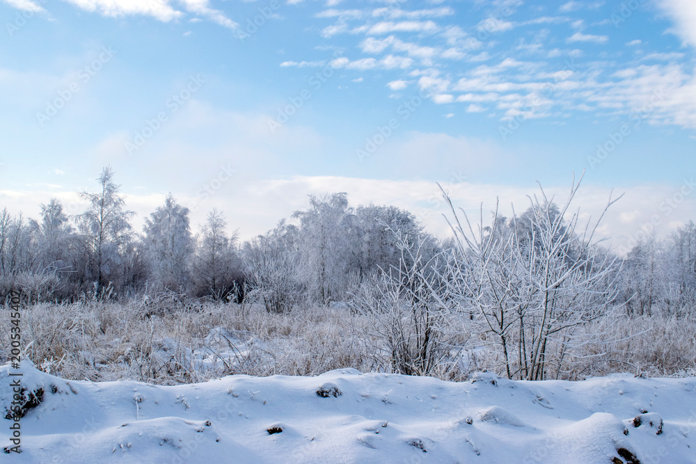 Obraz premium snow covered trees