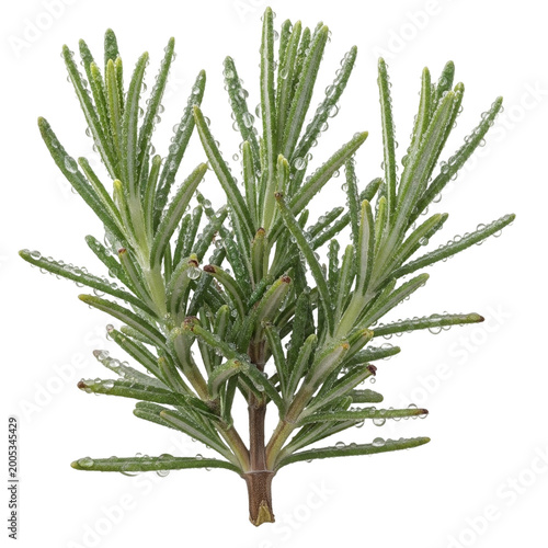 Fresh green rosemary herb sprig isolated isolated on transparent background