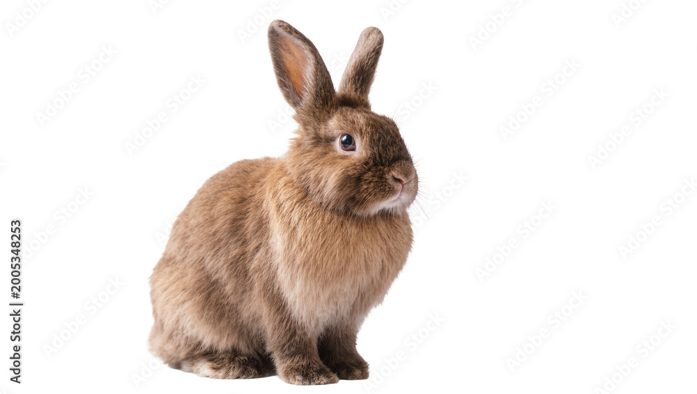 Obraz premium Brown fluffy rabbit sitting attentively with long ears