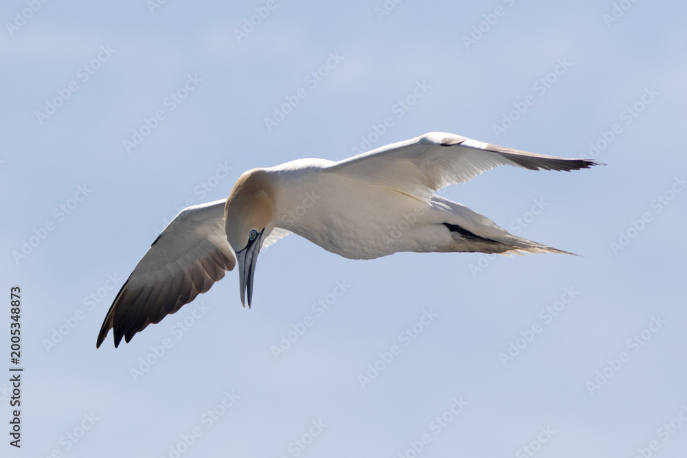 Obraz premium Northern Gannet (Morus bassanus) adult, flying over the Strait of Gibraltar, against blue sky.