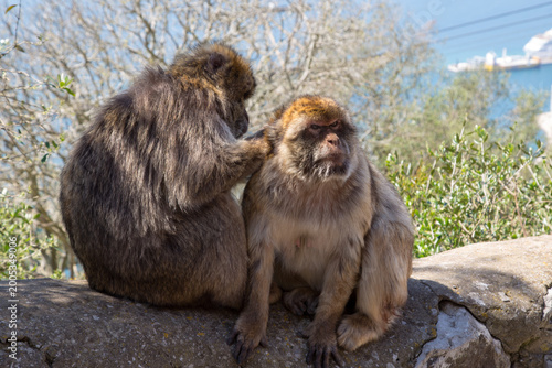 Berber monkey or magot (Macaca sylvanus) on the Rock of Gibraltar, which is the only place in Europe where there is a wild population of monkeys.