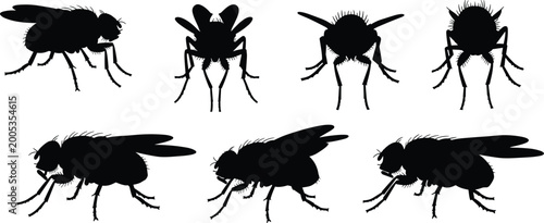Bild auf Leinwand Illustration of fruit fly insects in black silhouette