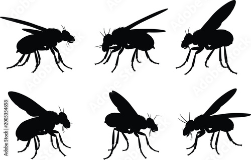 Photos Black silhouette illustration of horseflies