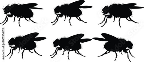 Bild auf Leinwand Black silhouette illustration of fruit flies
