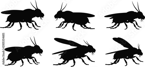 Tableau sur toile Black silhouette illustration of horseflies