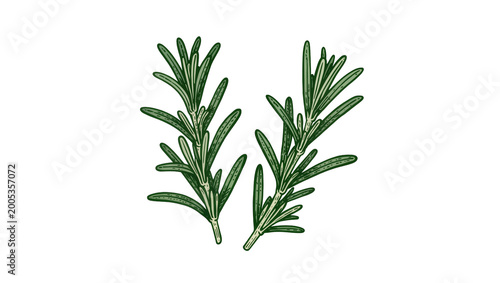 Εκτύπωση καμβά Detailed Rosemary Sprigs with Veins and Textured Stems