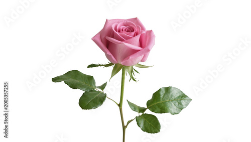 Pink Rose Blossom with Green Stem and Leafy Foliage