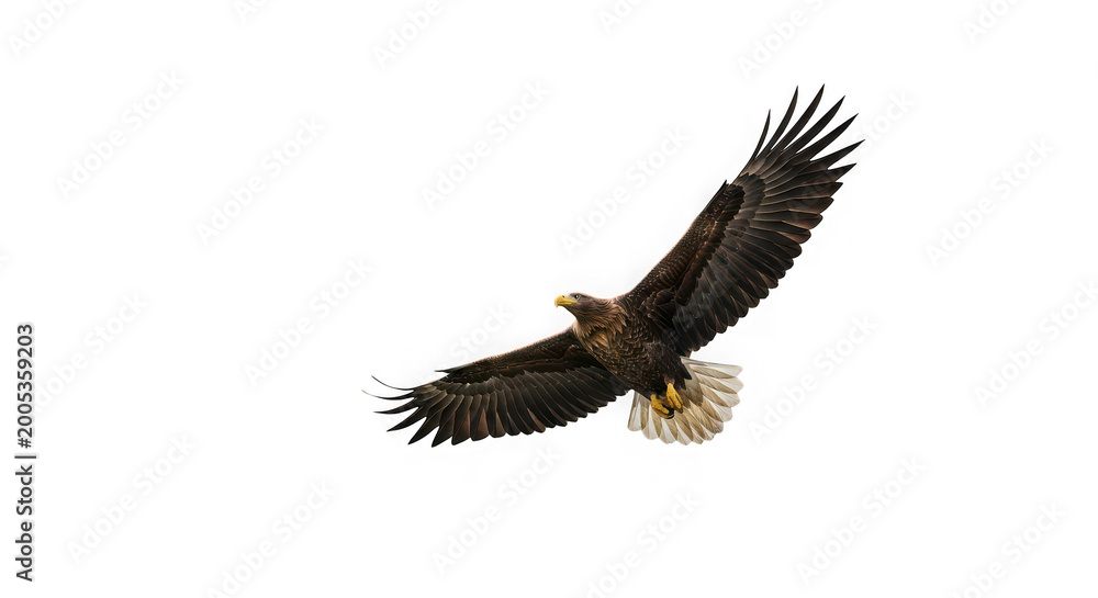 Fototapeta premium A large brown eagle with dark wings and light brown tail feathers flying isolated on transparent background in the air