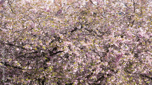 Cherry blossom in Kungsträdgården, Stockholm. The flowering trees covers the entire frame, showcasing the natural beauty of this seasonal event. Tourism and botany themed content.