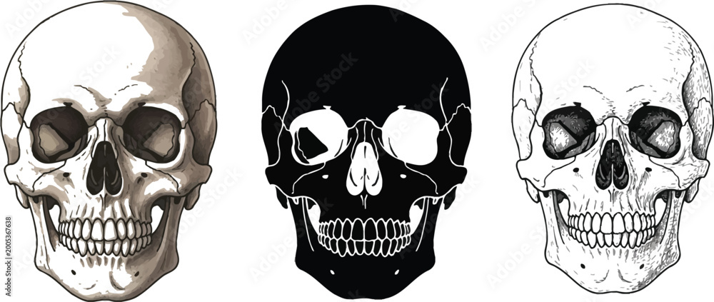 Fototapeta premium A collection of human skulls in various artistic styles including detailed silhouette and line art illustrations perfect for anatomy Halloween or gothic designs