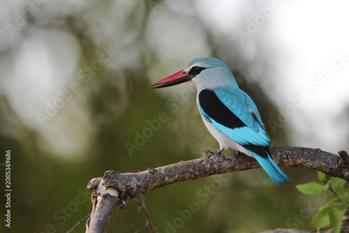 Woodland kingfisher perched in a tree as it calls to note its presence