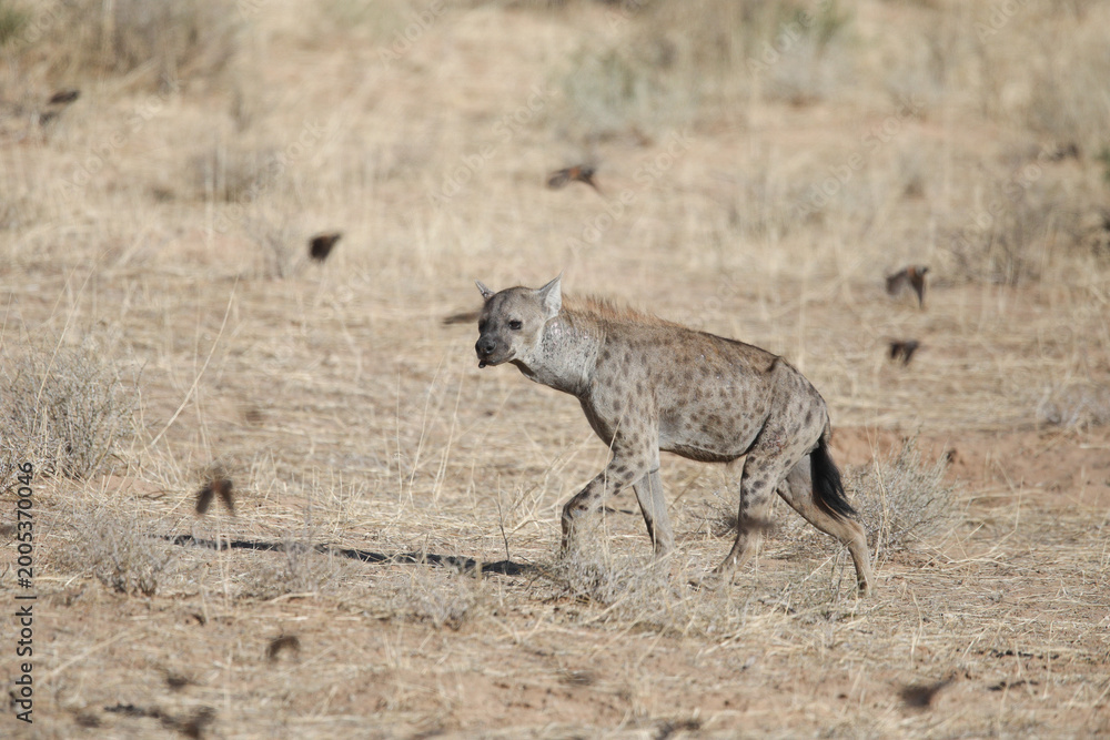 Fototapeta premium Spotted hyena moving through the Kalahari Desert in search of food