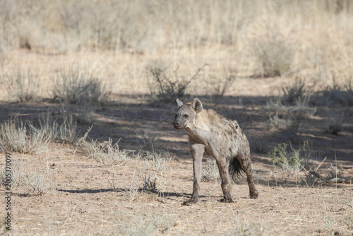 Spotted hyena moving through the Kalahari Desert in search of food