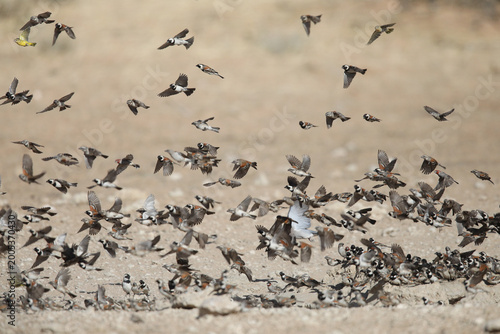 Quadro su tela Flock of birds flying together in the arid Kalahari Desert