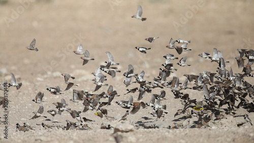 Flock of birds flying together in the arid Kalahari Desert
