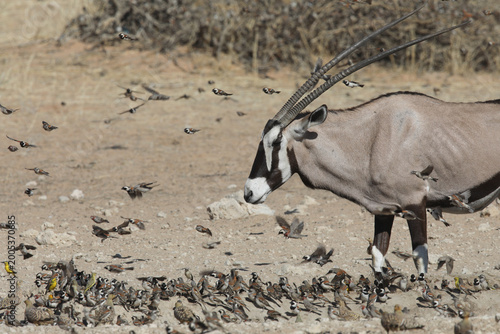 Obraz na plátně Flock of birds flying past a gemsbok in the arid Kalahari Desert