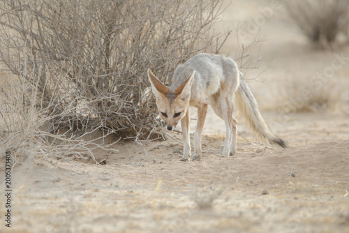 Fotografía Cape fox exploring the Kalahari Desert with curiosity
