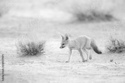 Obraz na płótnie Cape fox pup looking around in its new Kalahari Desert world