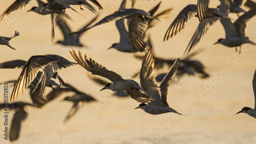 Konstfotografi Tern flying in to roost at edge of sea lagoon