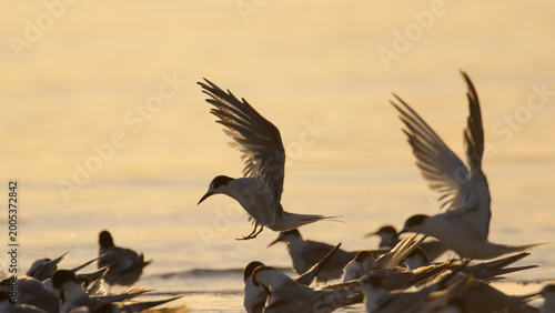 Εκτύπωση καμβά Tern flying in to roost at edge of sea lagoon