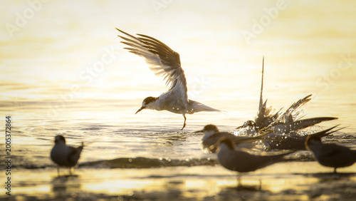 Εκτύπωση καμβά Tern flying in to roost at edge of sea lagoon