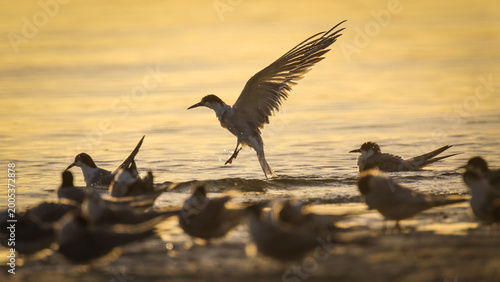 Εκτύπωση καμβά Tern flying in to roost at edge of sea lagoon