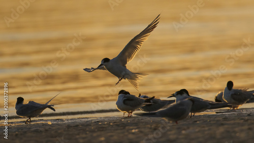 Schilderij op canvas Tern flying in to roost at edge of sea lagoon