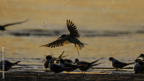 Fotografi Tern flying in to roost at edge of sea lagoon