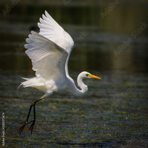 Yellow-billed egret flying over dam water