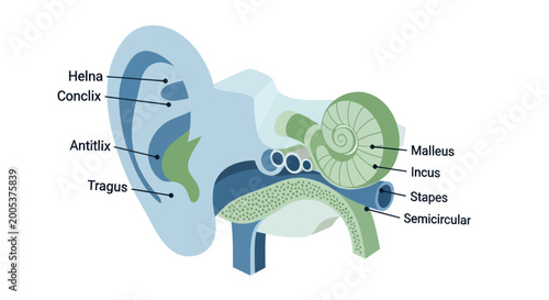 Obraz na płótnie Human Ear Anatomy Diagram: Cross-section of Auditory System