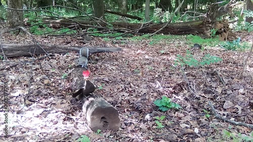 american grey squirrel chasing pileated woodpecker in forest