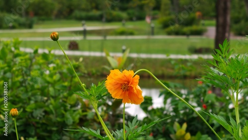 flower in the field