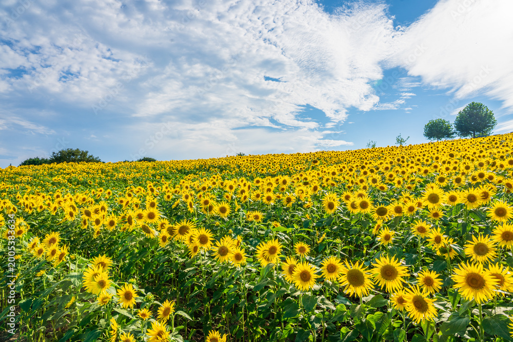 Fototapeta premium sunflower field in the summer