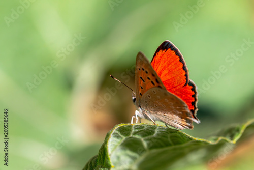 the tiny butterfly with fiery red wings perched on the green leaf, Lycaena thetis