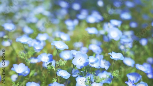 Soft Blue Nemophila Flowers Blooming in Natural Spring Light