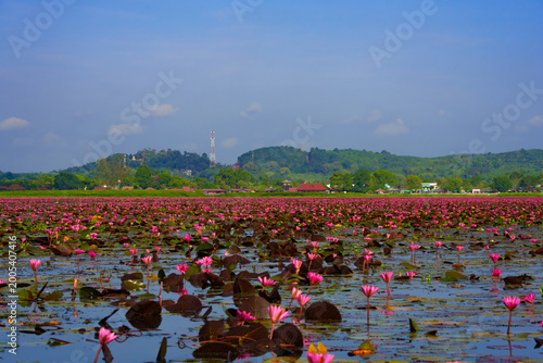 Dutch tulip field at Pattalung, Thailand.
