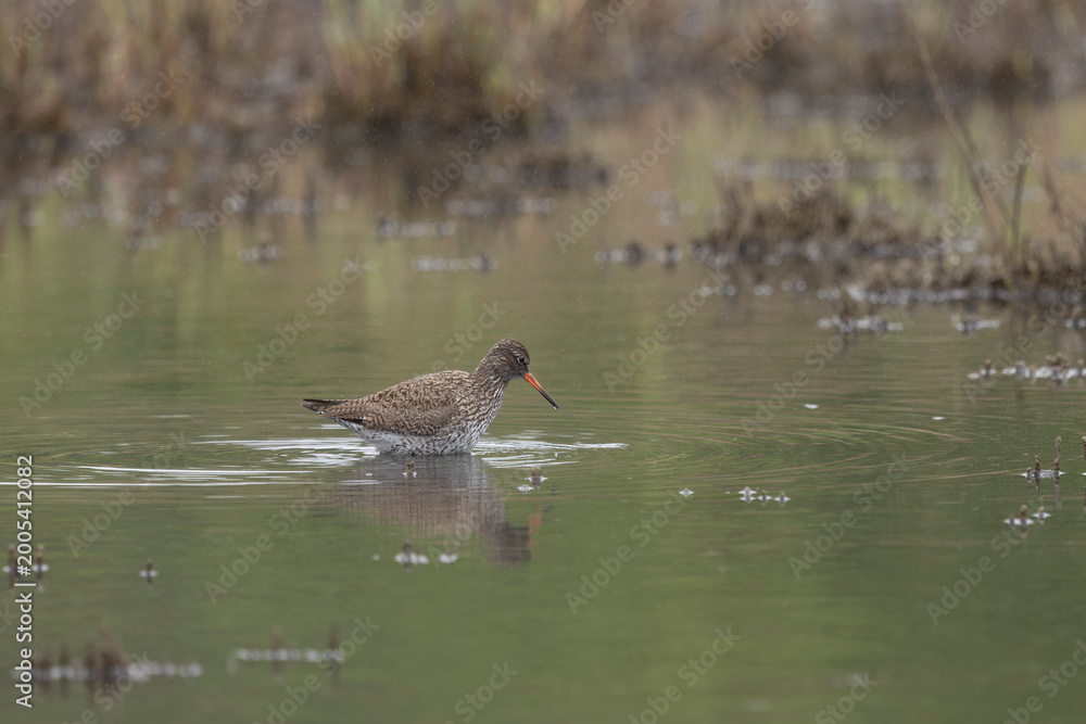 Fototapeta premium Common Redshank Tringa erythropus wading in a salt water pond in Morbihan, Bretagne