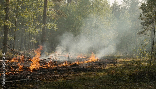 Forest Fire Burning Debris in a Woodland, Smoke Rise From Smoldering Ground